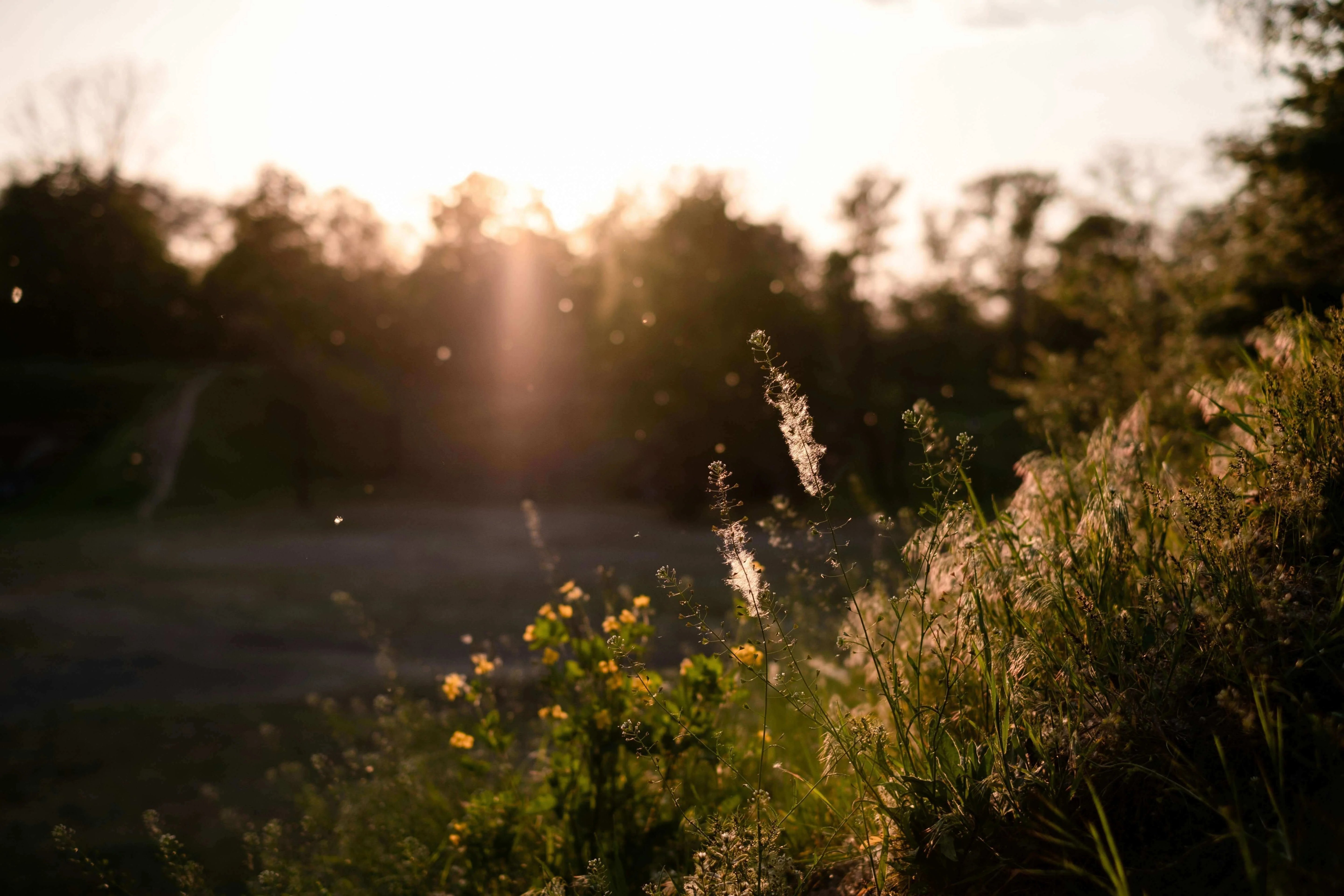 Allergy Relief and Histamine Balance: Feel Clearer This Season in a lush, sunlit field with blooming flowers and tall grasses.