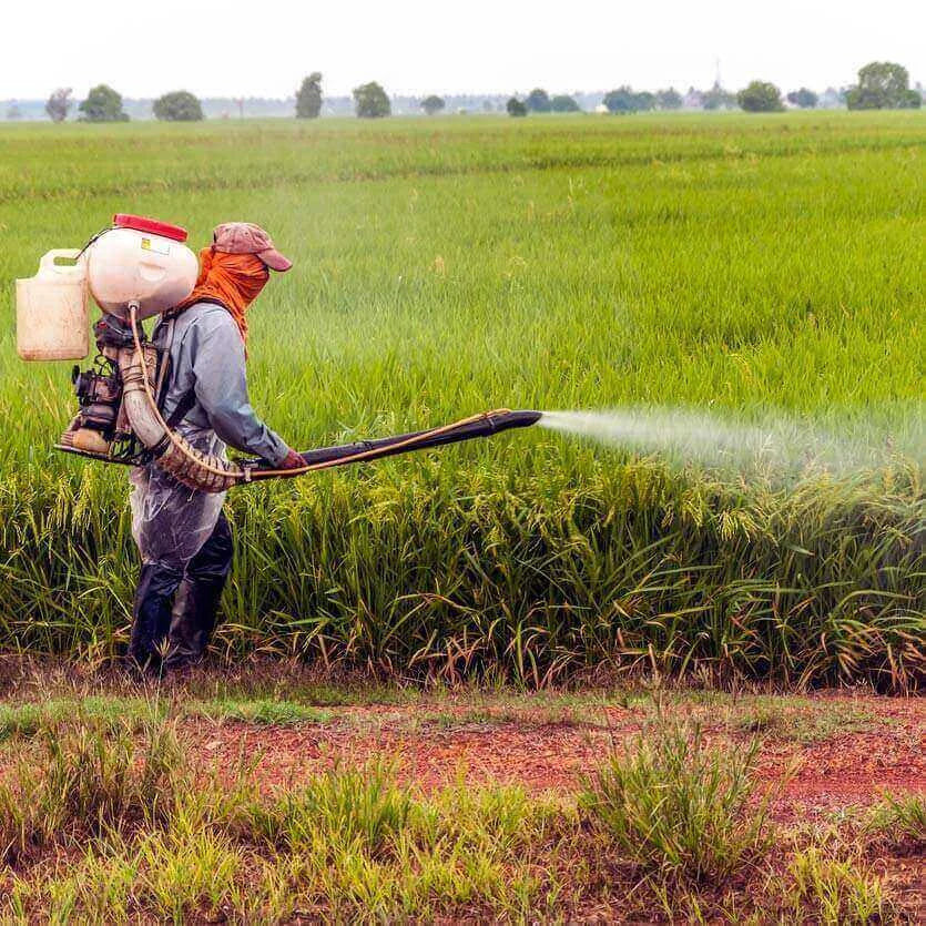 Environmental Toxins: Understanding Exposure and Supporting Your Body - person spraying pesticides in rice field