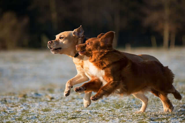 What Are We Really Feeding Our Dogs? A Fresh Look at Everyday Nutrition featuring two dogs running in a field.