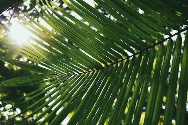 The Gift of Showing Up: How Helping Others Supports Wellbeing, close-up of a green palm leaf with sunlight in the background.