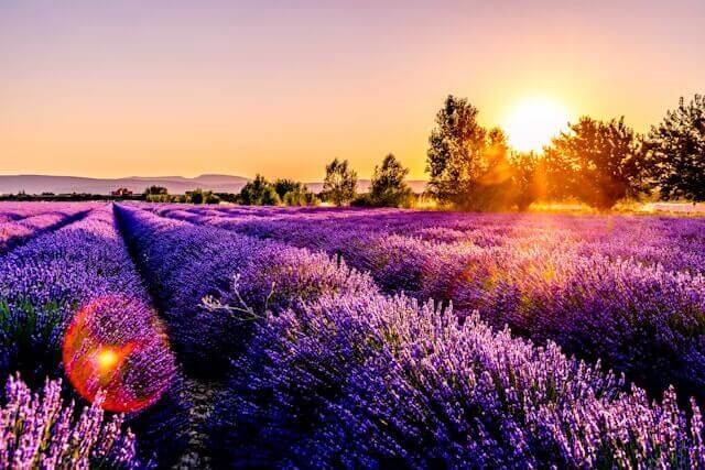 Lavender fields at sunset with vibrant purple flowers and warm sunlight - Windback NZ