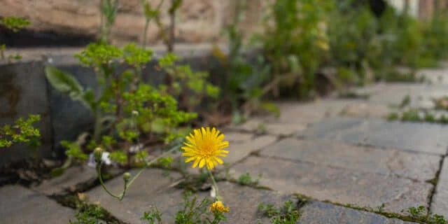 Nature, Awe and Healthy Ageing: Why Paying Attention Matters - a single yellow flower growing through cobblestones.