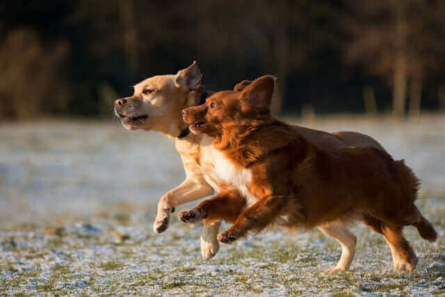 What Are We Really Feeding Our Dogs? A Fresh Look at Everyday Nutrition featuring two dogs running in a field.