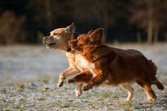 What Are We Really Feeding Our Dogs? A Fresh Look at Everyday Nutrition with two dogs running together.