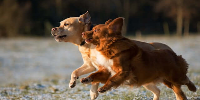 What Are We Really Feeding Our Dogs? A Fresh Look at Everyday Nutrition featuring two dogs running in a field.