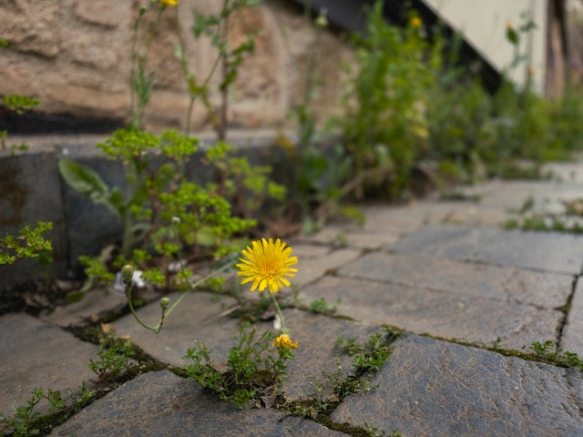 Nature, Awe and Healthy Ageing: Why Paying Attention Matters