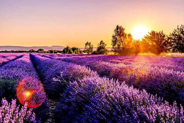 Sunrise over a vibrant lavender field with blooming purple flowers under a clear sky.
