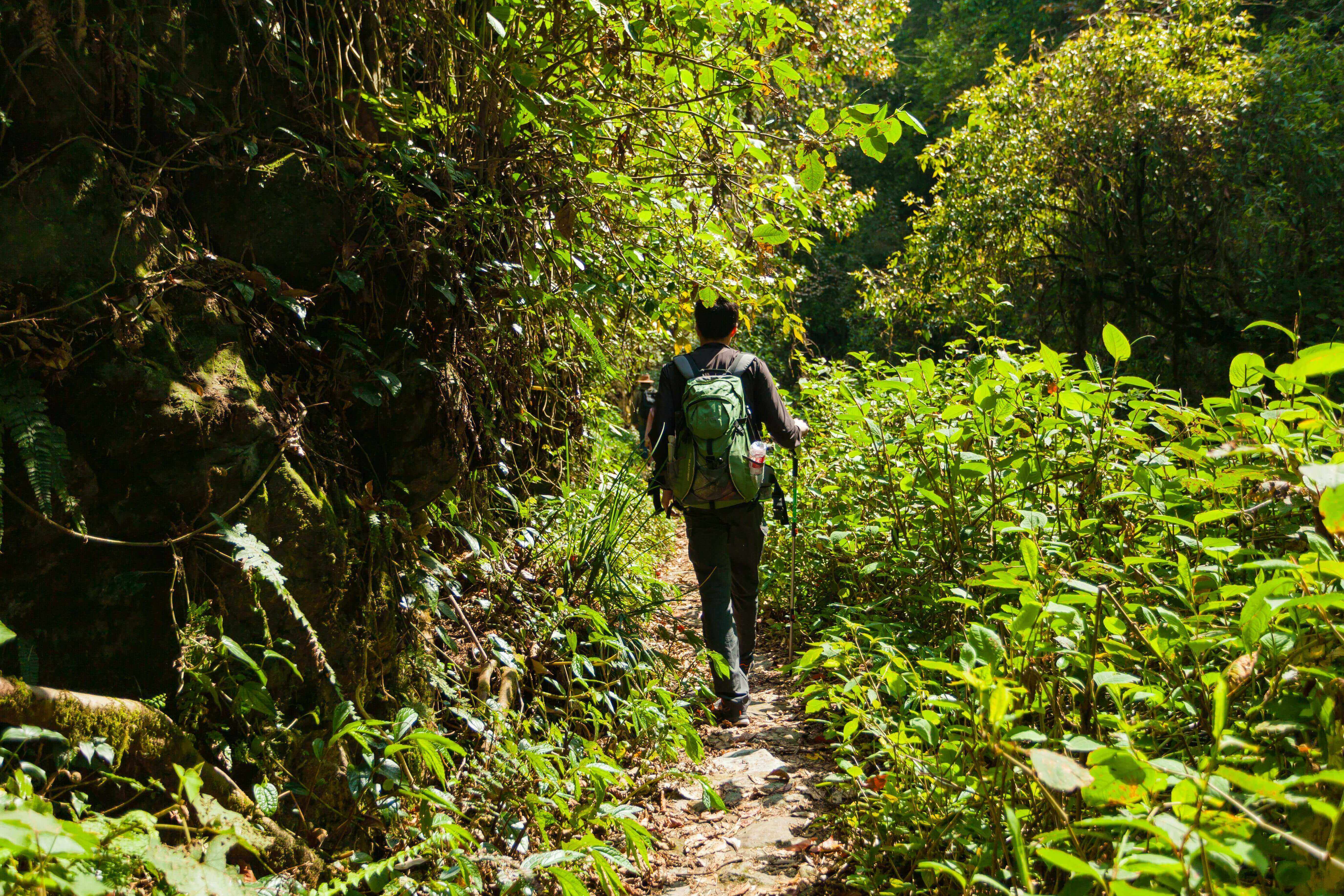 A person walking on a trail surrounded by lush greenery, promoting wellness through nature - Understanding Stress and How to Manage It - Windback NZ