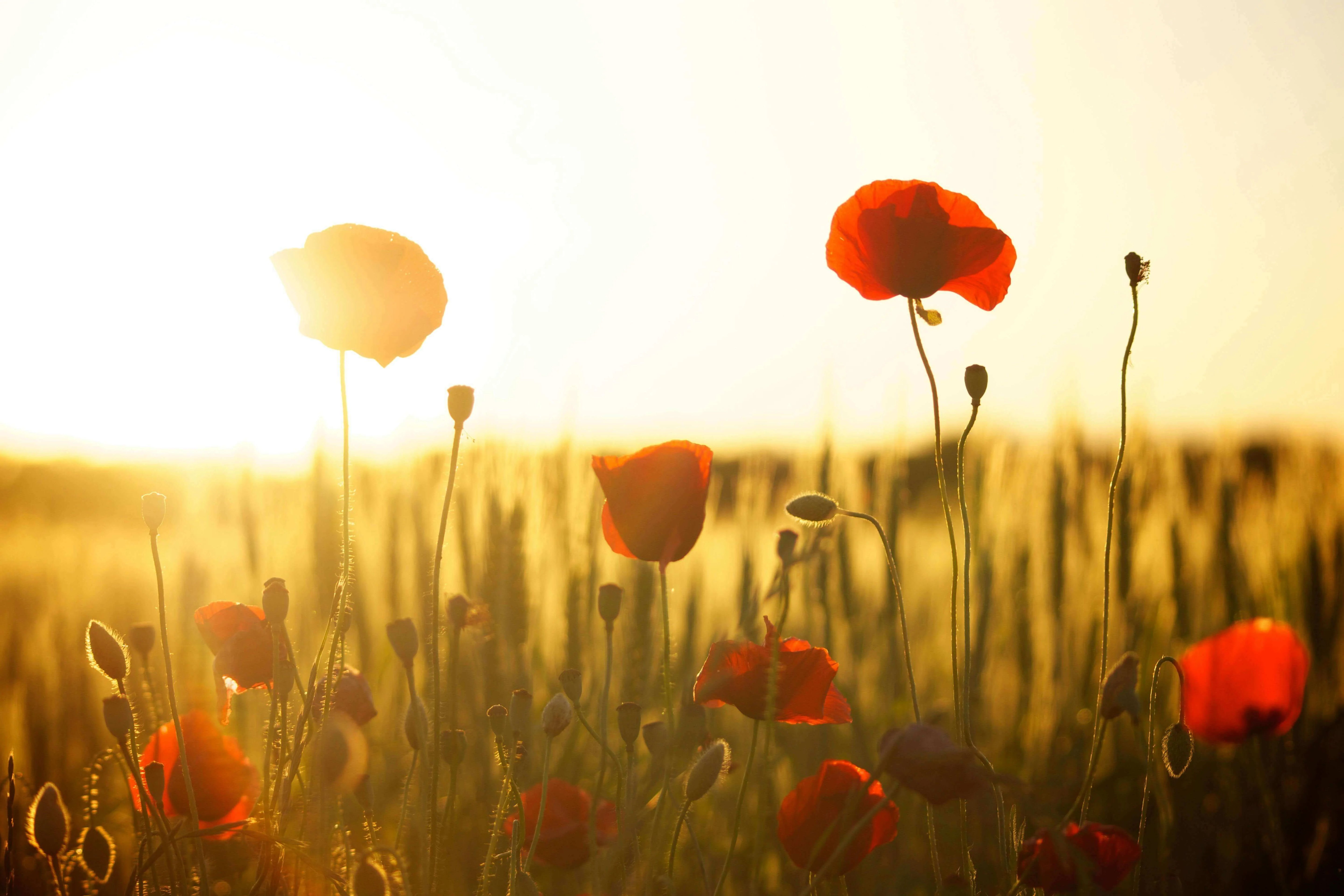 Rest to Rise: Sleep, Recovery and Healthy Ageing at Every Age - vibrant red poppies in a sunlit field