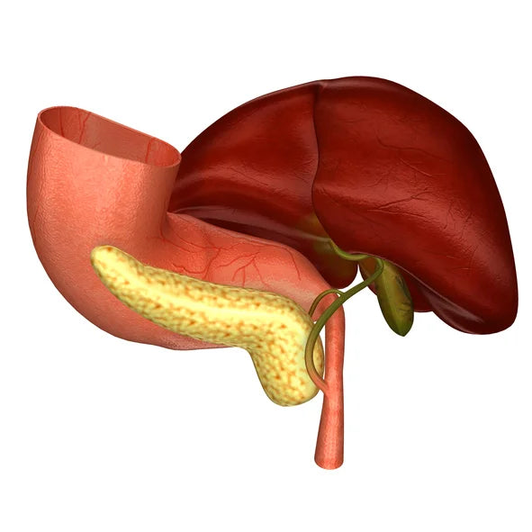 Supporting Liver Health & Bile Function | A Metabolic Approach by Dr Casey Means | Windback NZ