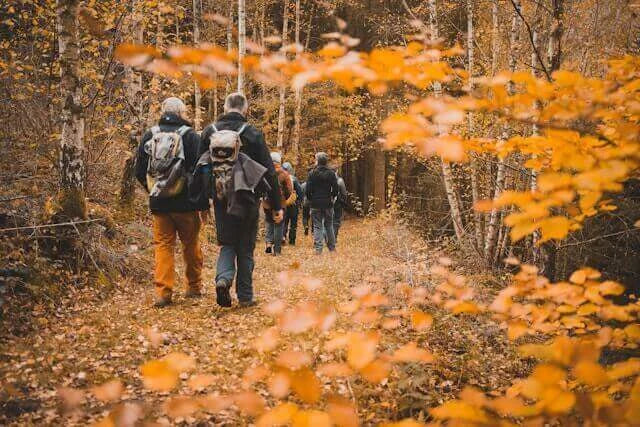 A group of hikers walking through a vibrant autumn forest with golden leaves.