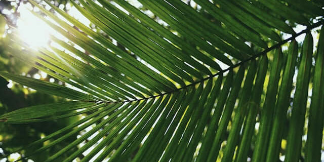 A close-up of a palm leaf illuminated by sunlight, representing nature's beauty and tranquility.