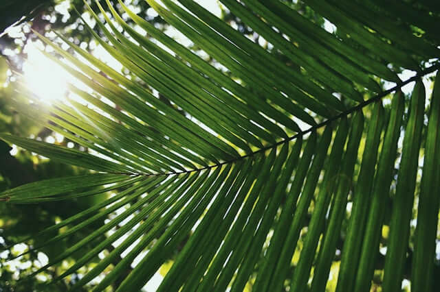 A close-up of a palm leaf illuminated by sunlight, representing nature's beauty and tranquility.