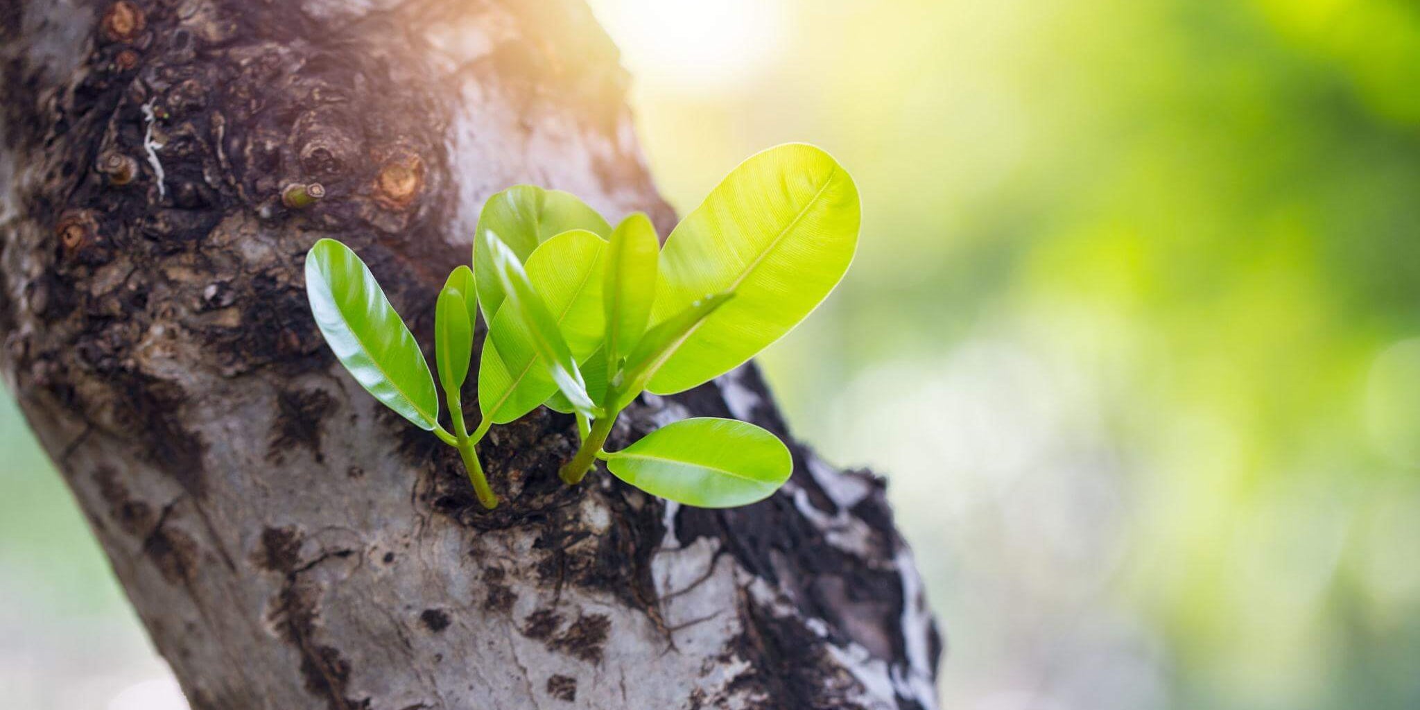 Healthy green leaves sprouting from a tree trunk, symbolizing renewal and growth. Perfect for discussions on stem cells.