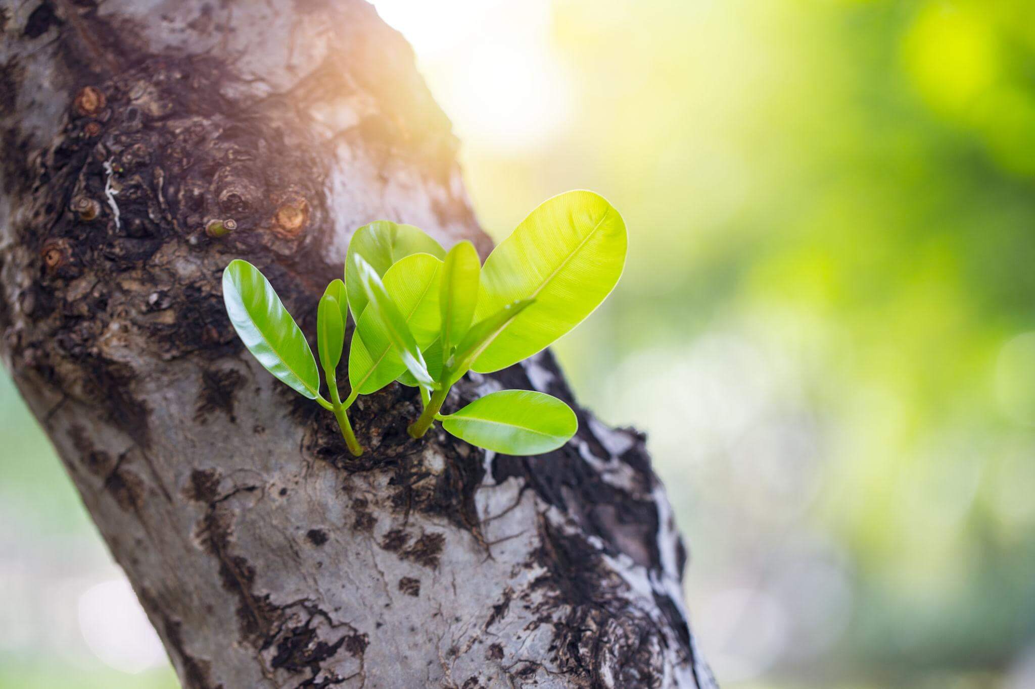 Healthy green leaves sprouting from a tree trunk, symbolizing renewal and growth. Perfect for discussions on stem cells.