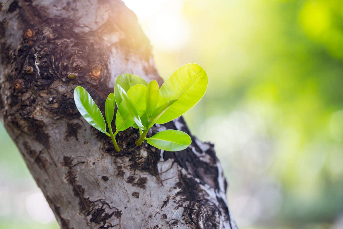 Healthy green leaves sprouting from a tree trunk, symbolizing renewal and growth. Perfect for discussions on stem cells.