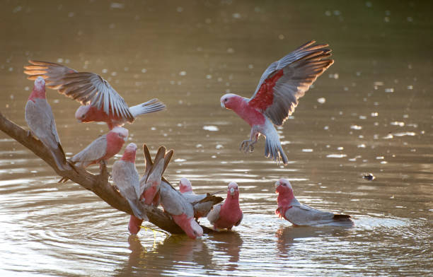 Why Worry? Finding Calm in a Busy World | Windback NZ