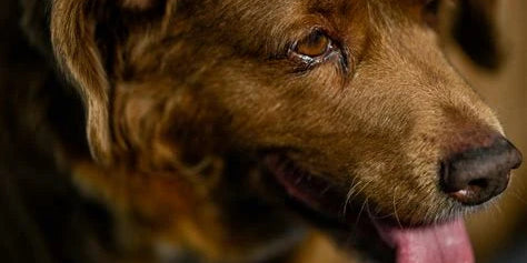 Beyond the Bowl: A Holistic Look at Pet Supplements, Food Quality and Healthy Ageing - close-up of a dog's face.