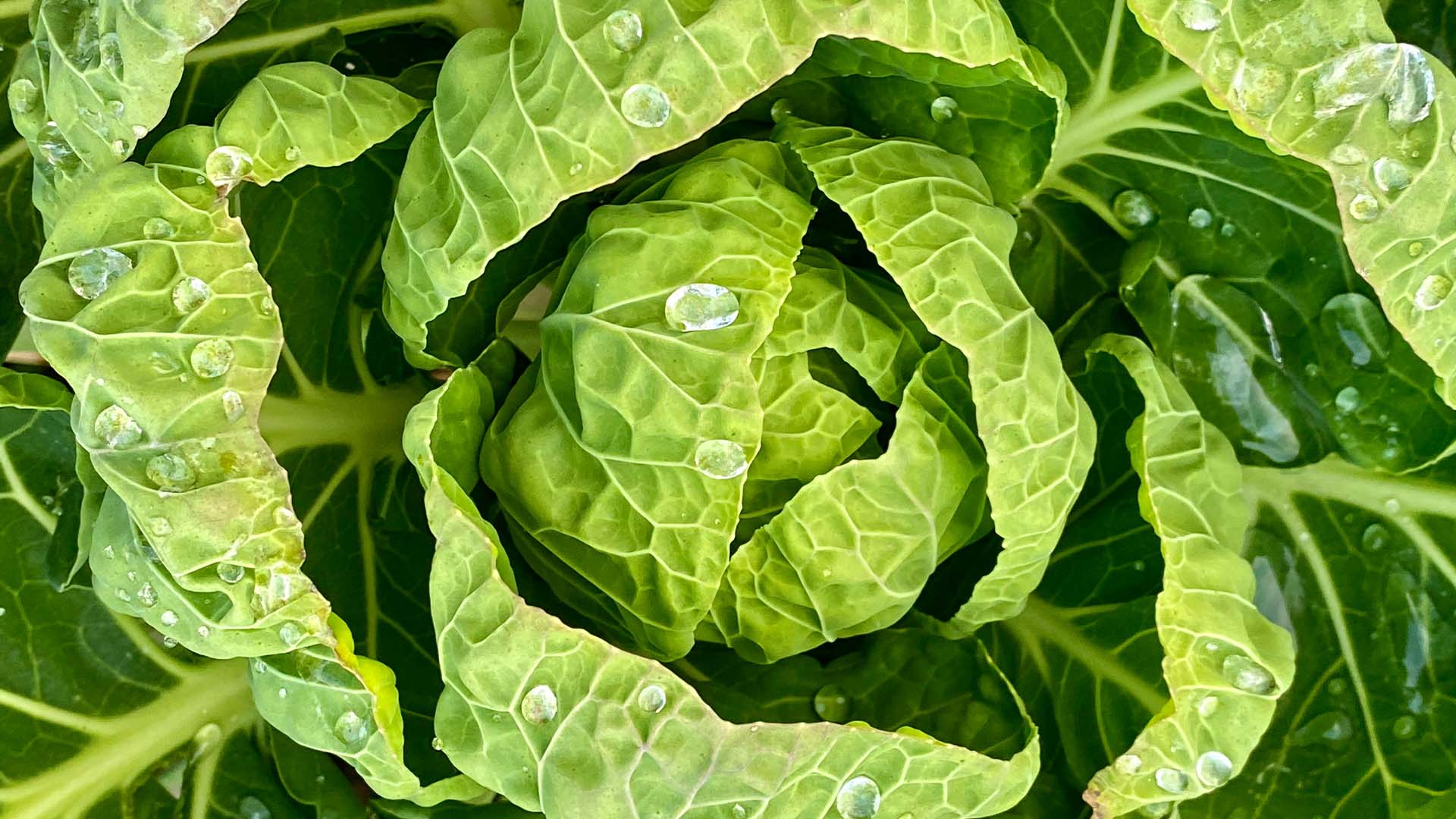 Food Trends 2024: Nutrition, Longevity and Proactive Health featured image – Windback NZ