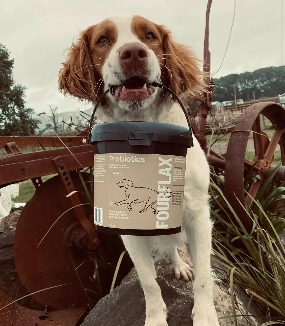 Dog holding a FourFlax probiotics container in its mouth outdoors.