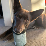 Dog holding a Multivits supplement container in its mouth