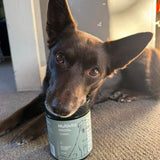 Dog holding a Multivits supplement container in its mouth