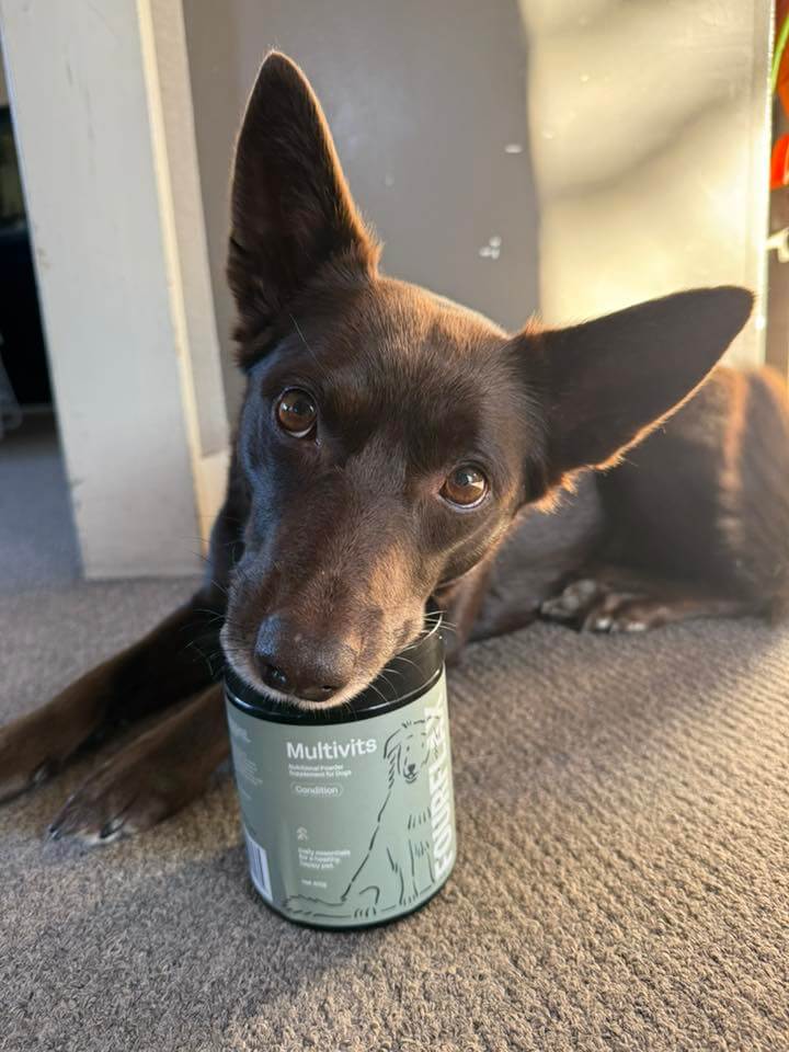 Dog holding a Multivits supplement container in its mouth