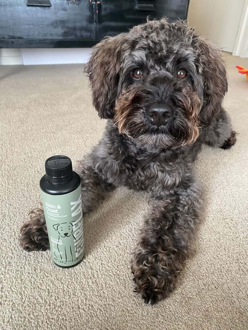 Dog sitting on a carpeted floor next to a Fourflax Skin & Coat bottle