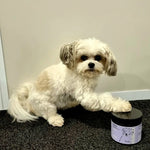 Small dog interacting with a jar on a carpeted floor.