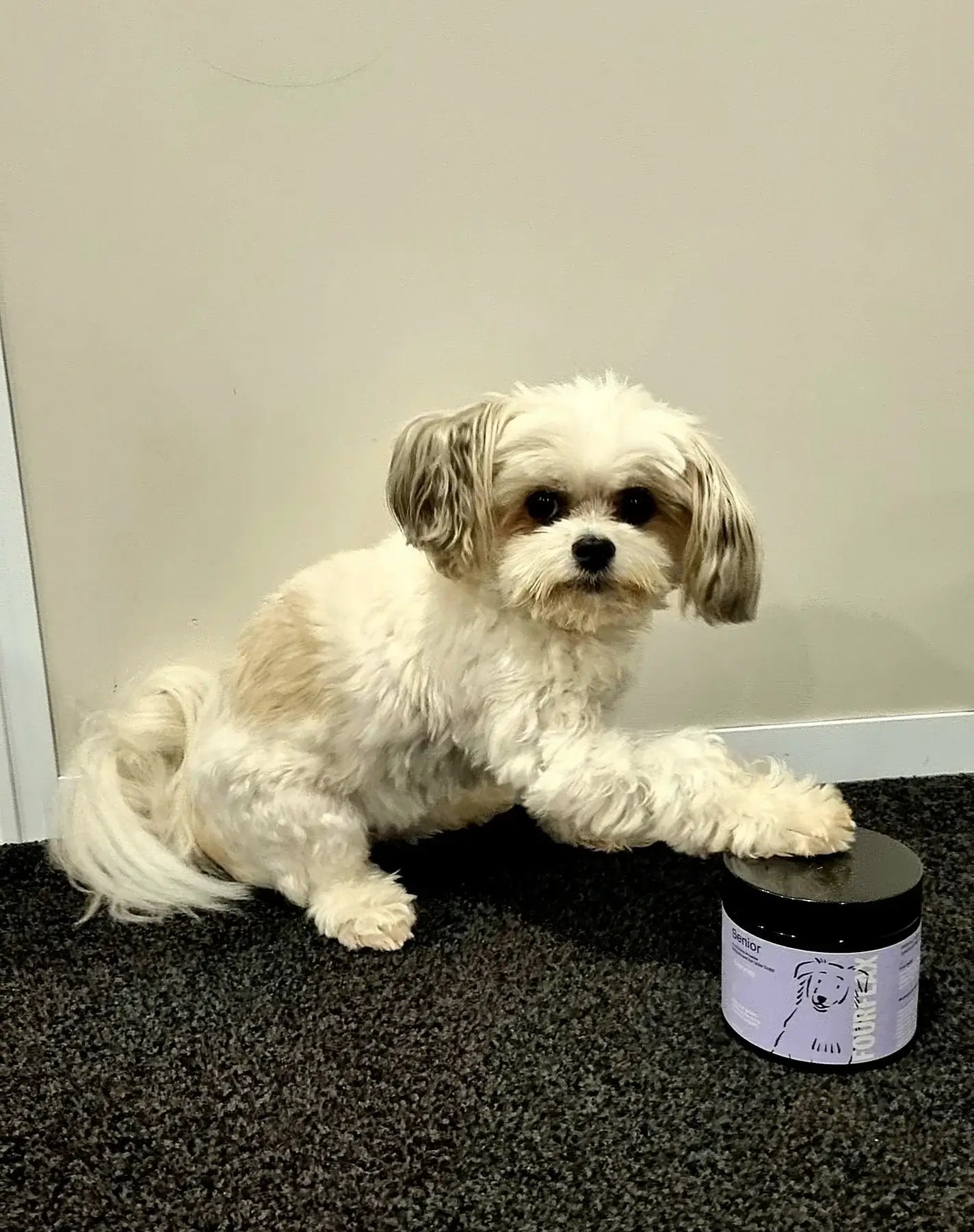 Small dog interacting with a jar on a carpeted floor.