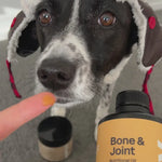 Dog wearing a hat with a bottle of Bone & Joint supplement held by a person.