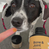 Dog wearing a hat with a bottle of Bone & Joint supplement held by a person.