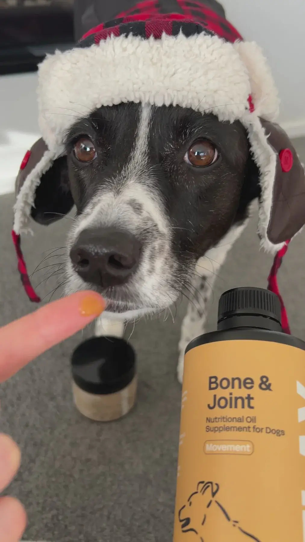Dog wearing a hat with a bottle of Bone & Joint supplement held by a person.