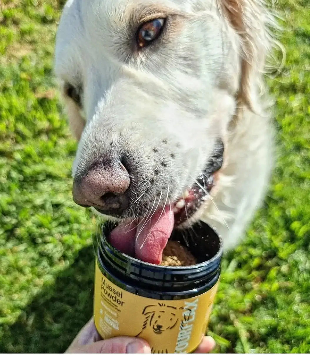 Dog with a container of Mussels Powder on grass