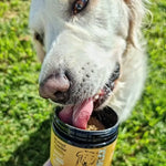 Dog with a container of Mussels Powder on grass