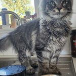 Cat standing on a kitchen counter with a bowl of food and a container of cat food.