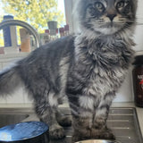 Cat standing on a kitchen counter with a bowl of food and a container of cat food.