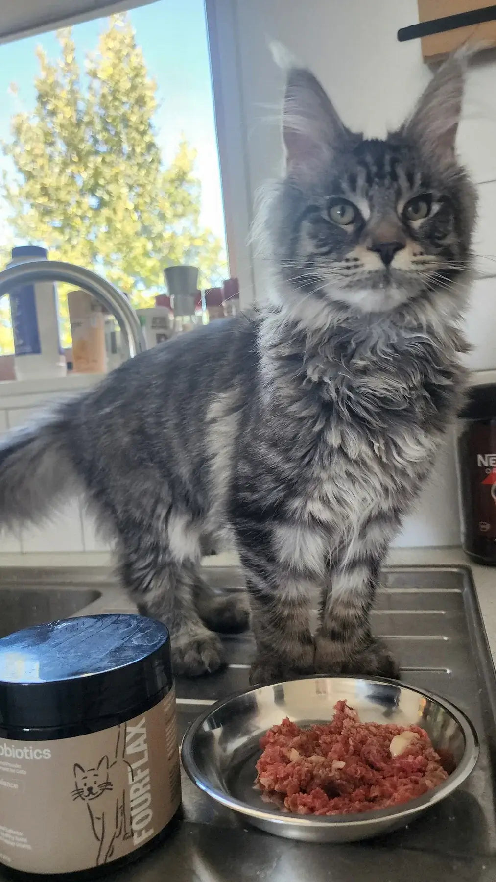 Cat standing on a kitchen counter with a bowl of food and a container of cat food.